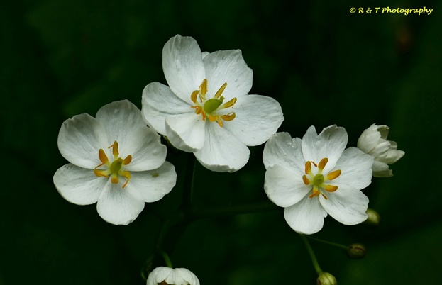 {Diphylleia cymosa}